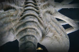 [Pre-Order] Deep Tale Studio - Statue - Alien - Facehugger Stasis Chamber