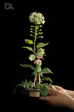 [Pre-Order] Orange Art Studio - Statue - Berserk - Shepherd's Purse flower Fairy