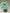 [Pre-Order Closed] Mimo Studio - Statue - Spy x Family - Tathagata Buddha Hatsune Miku