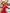[Warehouse in Stock] Origin Studio - Statue - Evangelion - Asuka Langley Soryu