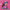 [Warehouse in Stock] Arctic Wolf Studio - Statue - Project Sekai Rabbit Hole Miku