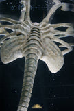 [Pre-Order] Deep Tale Studio - Statue - Alien - Facehugger Stasis Chamber