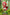 [Pre-Order Closed] GULUGULU Studio - Statue - Spy x Family - Anya cos Little Red Riding Hood