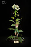[Pre-Order] Orange Art Studio - Statue - Berserk - Shepherd's Purse flower Fairy