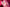 [Pre-Order Closed] Hobby Sakura Studio - PVC - Original - Staff Bunny Girl (Licensed)