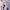 [Pre-Order Closed] Alice21 Studio - Statue - Blue Archive - Pure White Vow Series 49 Stellar Vow Mika