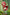 [Pre-Order Closed] GULUGULU Studio - Statue - Spy x Family - Anya cos Little Red Riding Hood