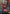 [Pre-Order] Prime 1 Studio - Statue - Ultimate Premium Masterline Hell's Paradise: Jigokuraku Gabimaru UPMJR-01 UPMJR-01S (Licensed)
