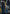 [Pre-Order] Prime 1 Studio - Statue - Girls' Frontline - LTLX7000 UPMDRFR-01 UPMDRFR-01S (Licensed)
